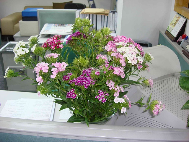 办公室鲜花