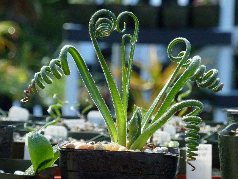 叶螺旋状互生的植物图片