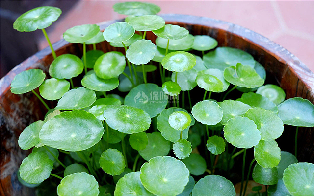 铜钱草冬天怎么养