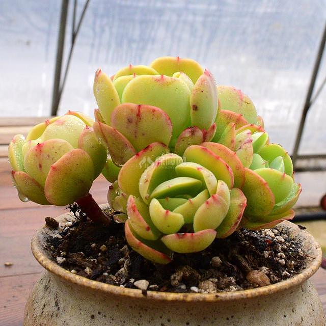 多肉植物应该如何浇水 来看看这些方法能不能帮到你