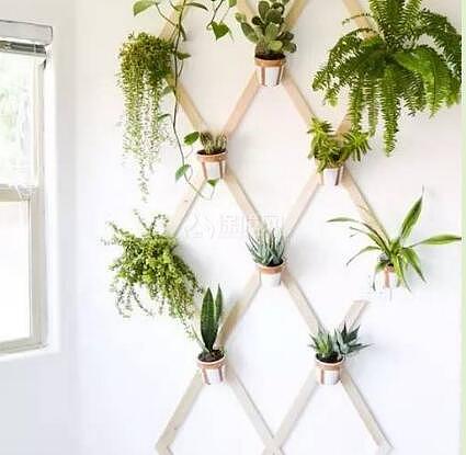 家居DIY：如何自制植物墙