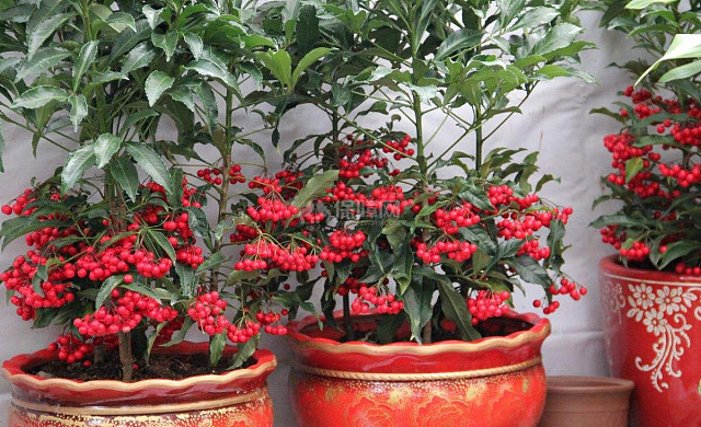 金玉满堂花寓意