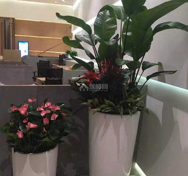 办公室如何摆放花卉 办公室花卉装修
