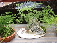 书房植物摆放你知多少？