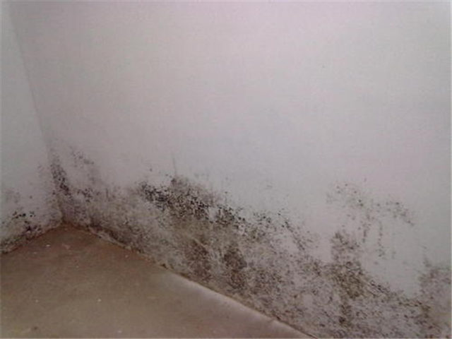 春天墙体发霉出现黑色斑点 刷一层防水防污的乳胶漆