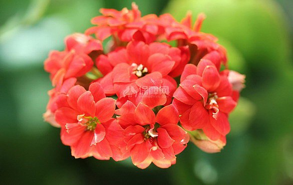 长寿花