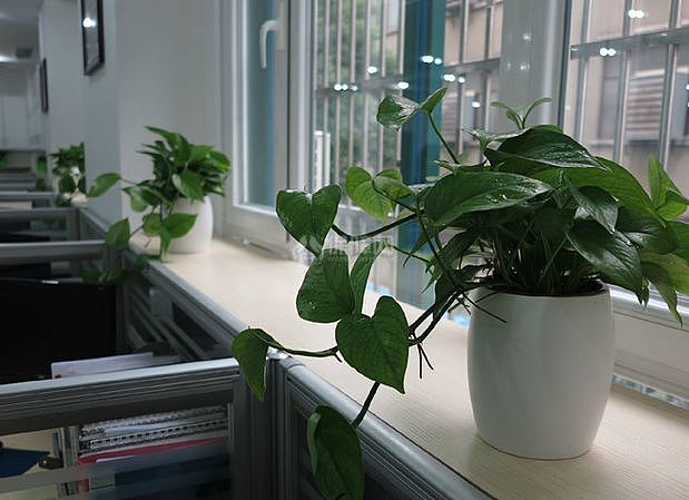 办公室花卉摆放装修知识 办公室装修植物知多少？
