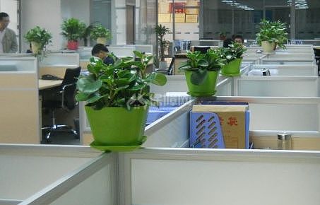 办公室花卉装修