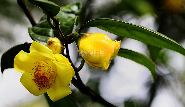 金花茶功效