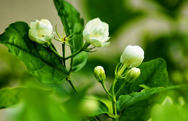 生活小常識:茉莉花茶的功效與作用 茉莉花茶產地介紹