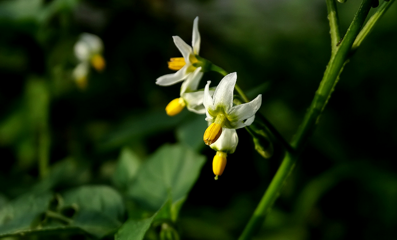 一,龙葵花介绍