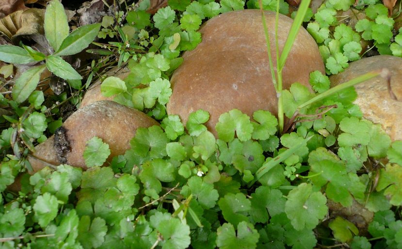 小金钱草(小金钱草图片)