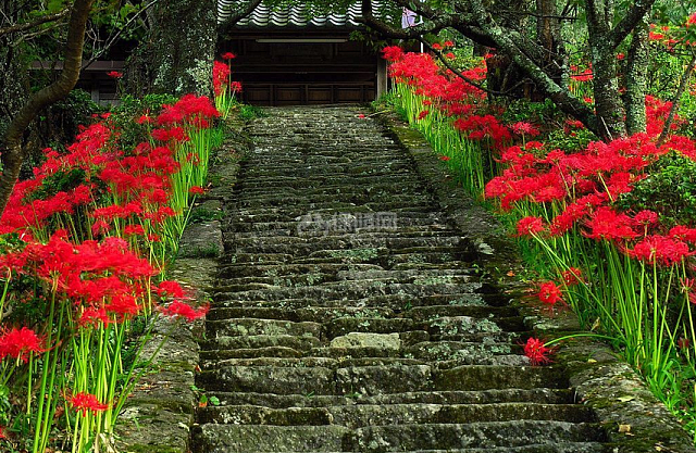 彼岸花