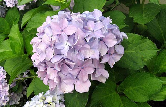盆栽绣球花怎么养