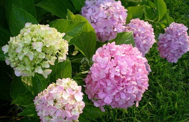 盆栽绣球花怎么养