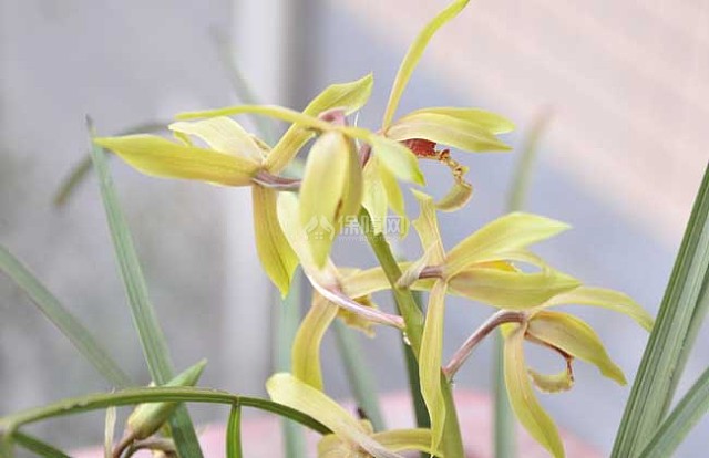盆栽兰花怎么养