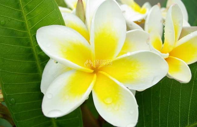 盆栽鸡蛋花怎么养