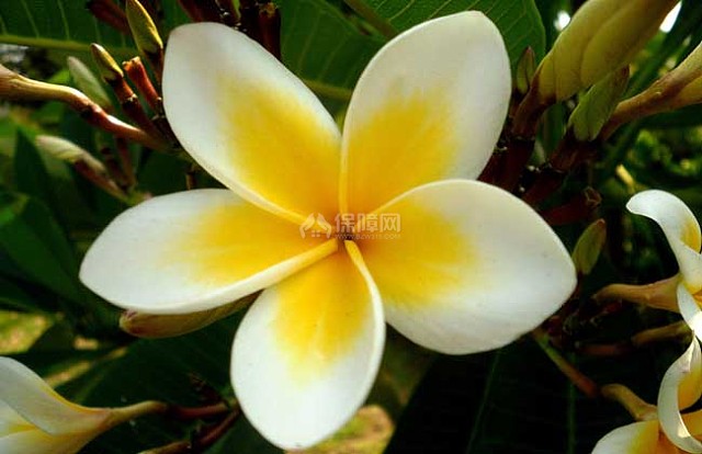 盆栽鸡蛋花怎么养