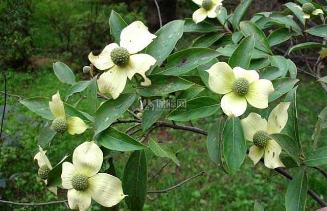 四照花