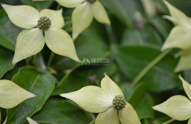 四照花