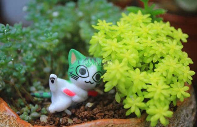 黄金万年草