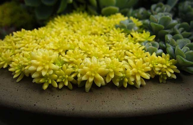 黄金万年草