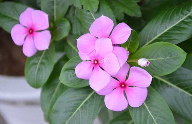 长春花的养殖方法