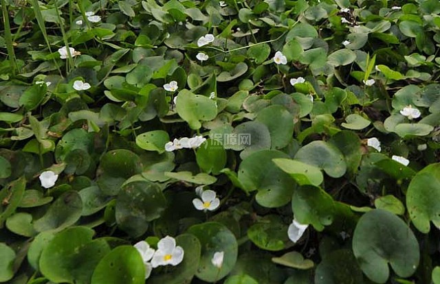 水生花卉