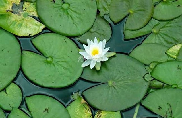 水生花卉