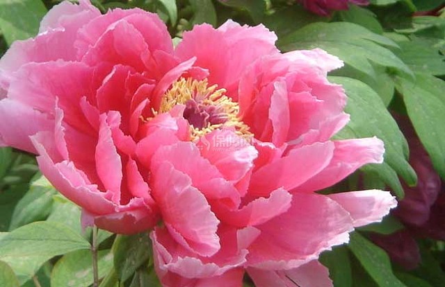 牡丹花