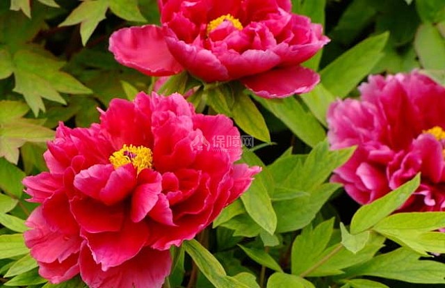 牡丹花