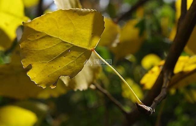 杨树花什么时候开