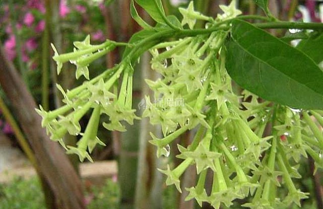 图 夜来香花语和传说夜来香图片欣赏 装修保障网 图 夜来香花语和传说夜来香图片欣赏 装修保障网