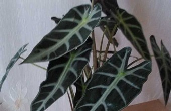 天南星科观音莲 天南星科观音莲图片 装修保障网
