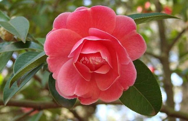山茶花