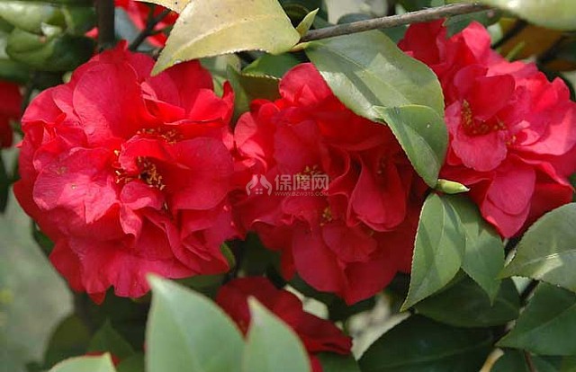 山茶花
