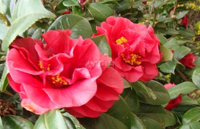 山茶花