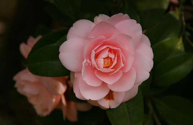 山茶花