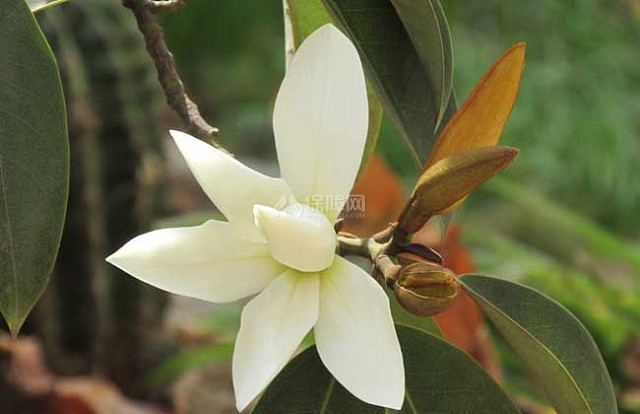 白兰花