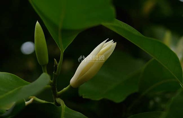 白兰花