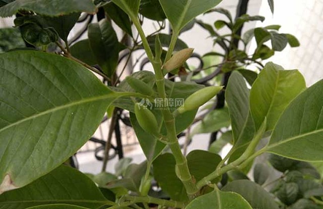 白兰花