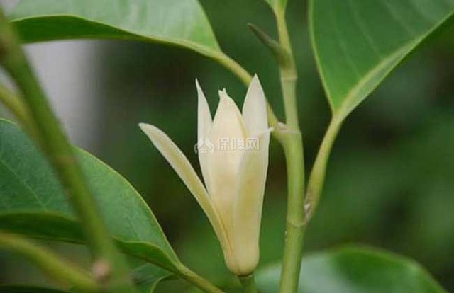 白兰花