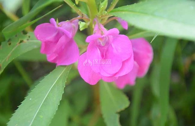 凤仙花的六个组成部分 装修保障网 凤仙花的六个组成部分 装修保障网