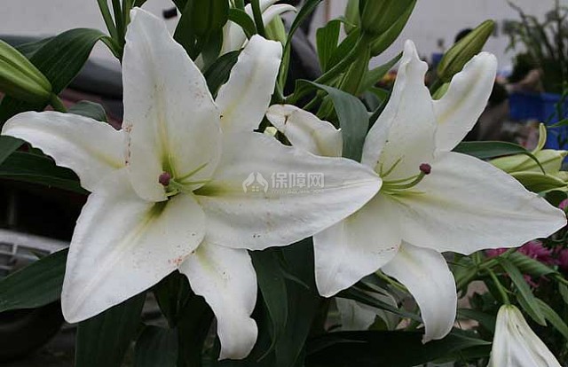 百合花的花期是什么时候