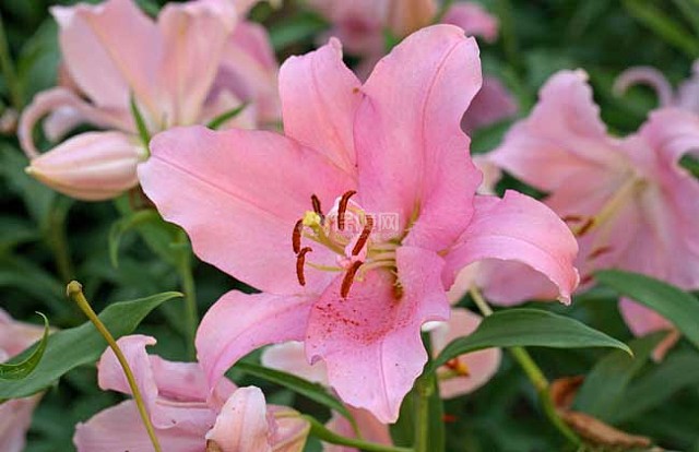 百合花的花期是什么时候