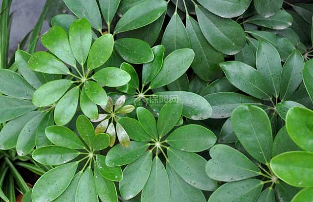 发财树的浇水方法