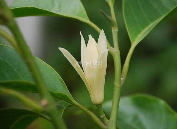 盆栽白兰花