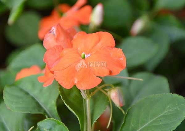非洲凤仙花