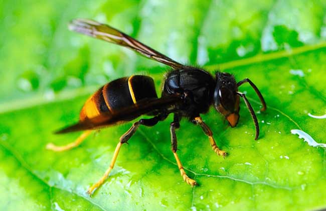 摘要:牛角蜂是一种体型巨大的有毒蜂类,因为头上的触角貌似牛角而得名