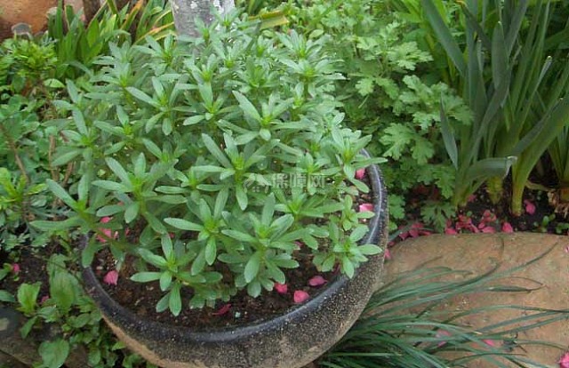 养心菜种植技术